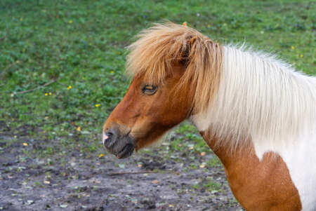 sorrel horse with blonde mane. close upの写真素材
