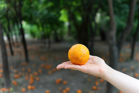 Orange in hand in the central park of Athens. close upの写真素材