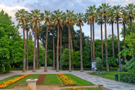 Huge palm trees at sunset. national garden of Athens Greece. close upの写真素材