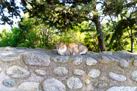 The cat is resting on a stone fence in the shade under a tree. Greece, kalabaka. close upの写真素材