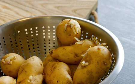sprouted seed potatoes in metal bowl or colander. close upの写真素材