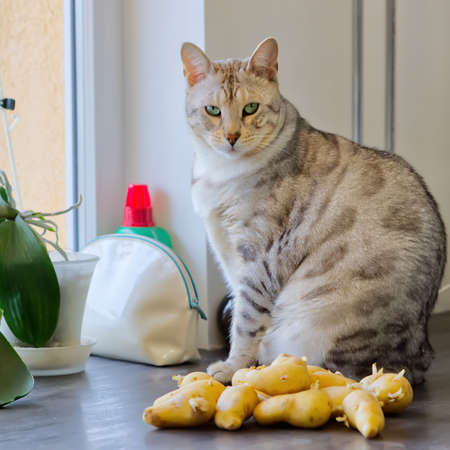 Bengal cat sits next to sprouted potatoes. Close upの写真素材