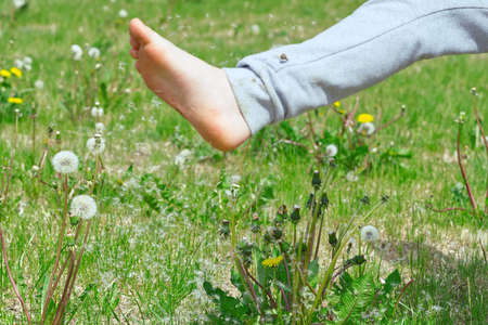 a child plays on a green field and knocks down dandelions with his foot. seeds scatter over a green field. close upの写真素材