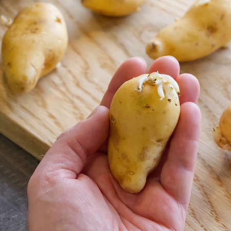 Hand holds sprouted potatoes. seed potatoes with sprouts in the background. Preparing root crops for planting. Agriculture and farming. Close-up.の写真素材