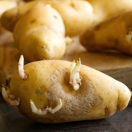 sprouted seed potatoes on a dark table and wooden board. close upの写真素材