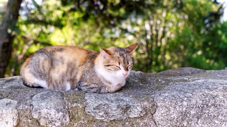 The cat is resting on a stone fence in the shade under a tree. Greece, kalabaka. close upの写真素材