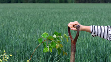 a girl stands with a shovel near a young tree planted near a beautiful field with wheat in the...
