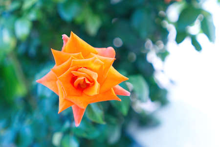 blooming orange rose growing outside. close upの写真素材