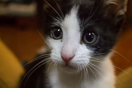 Kitty face baby