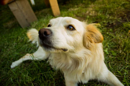 Dog with tender look in the field