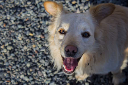 happy yellow dog looking at cameraの写真素材