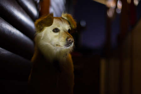 Dog looking attentive and trusting, caring for the houseの写真素材