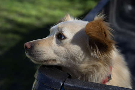 sad dog waits to go out for a walk with his ownerの写真素材
