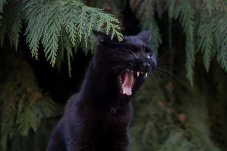 little catの写真素材