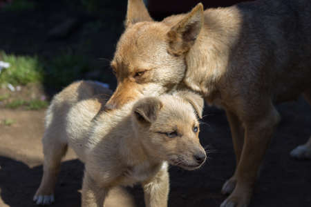 mother dog carring on her baby