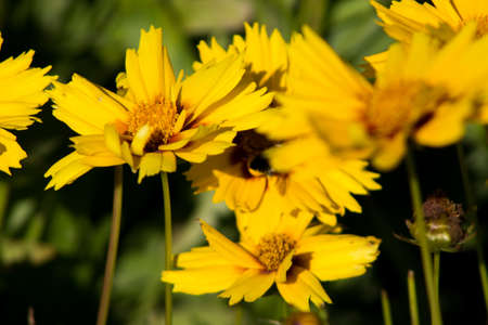 yellow flower of blackground