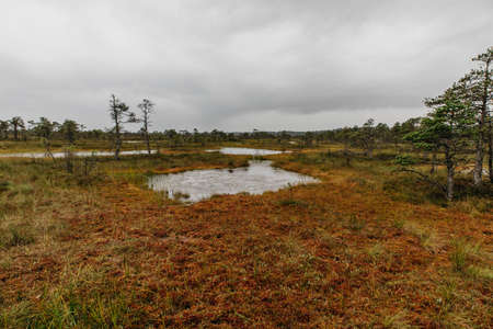 a swamp in Estonia