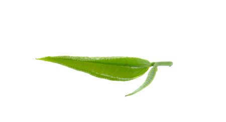 Fresh green tea leaf on white backgroundの写真素材