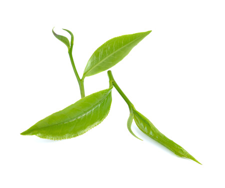 Fresh green tea leaf on white backgroundの写真素材