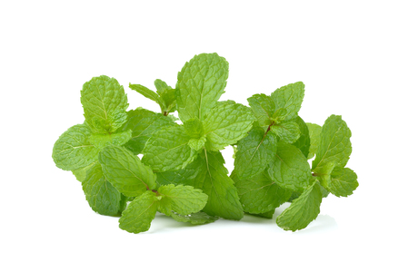 Fresh raw mint leaves isolated on white backgroundの写真素材