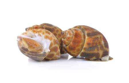 Fresh spotted babylon isolated on white backgroundの写真素材