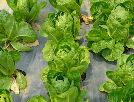 fresh green cos lettuce in fieldの写真素材