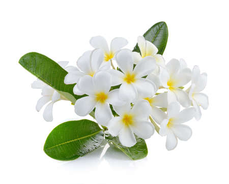 White frangipani flower isolated white backgroundの写真素材