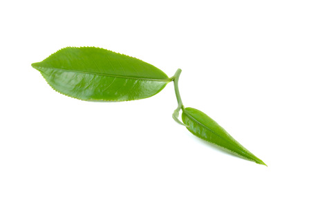 Fresh green tea leaf on white backgroundの写真素材