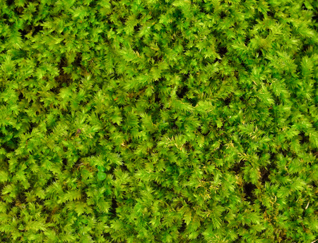green moss backgroundの写真素材