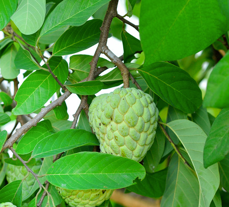 Custard apples or Sugar apples  on  tree in garden