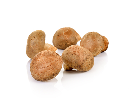 Shiitake mushroom on the White backgroundの写真素材