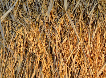 Dried paddy heap background