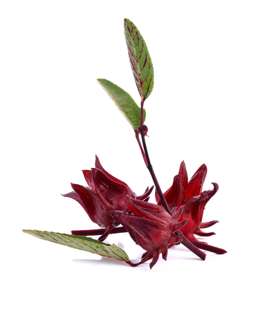 Hibiscus sabdariffa or roselle fruitsの写真素材
