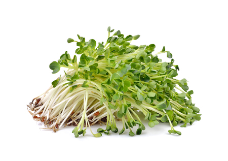 heap of alfalfa sprouts  on white  backgroundの写真素材