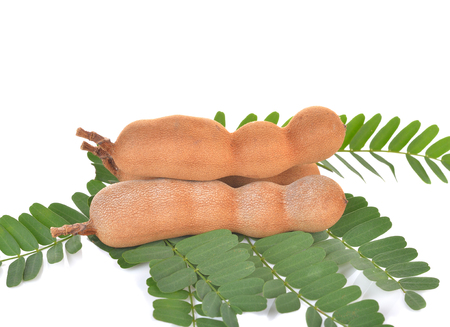 Tamarind on white backgroundの写真素材