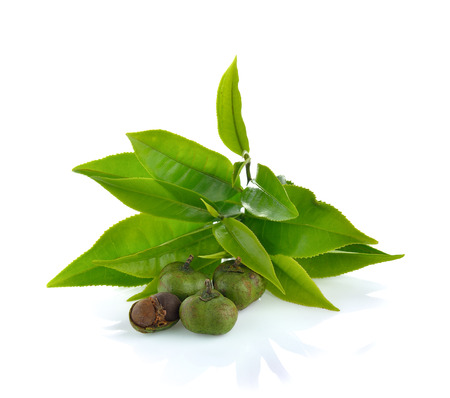 Tea ,Camellia sinensis  leaves  on white backgroundの写真素材