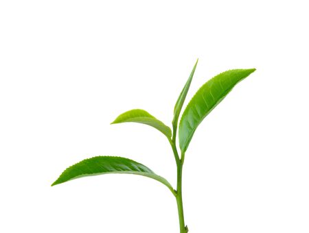 green tea leaf  on white backgroundの写真素材