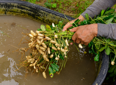 clean groundnut in waterの写真素材