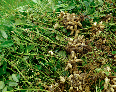 peanuts  plant in farmlandの写真素材