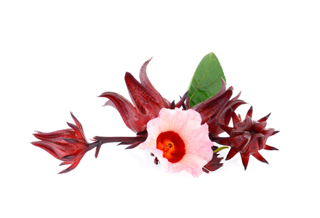 Hibiscus sabdariffa or roselle flowerの写真素材
