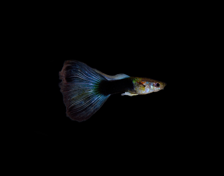 Guppy fish on black backgroundの写真素材