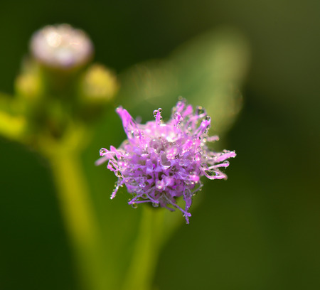 Pink  grass flower  blurry backgroundの写真素材
