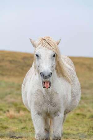 One funny smiling horse in a peaceful meadow, Iceland.の写真素材