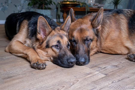 Two German Sheppard dogs lying togetheron the floorの写真素材