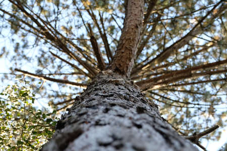 Upward view of Fall Tree ,limited sharpness depth The Netherlands.の写真素材