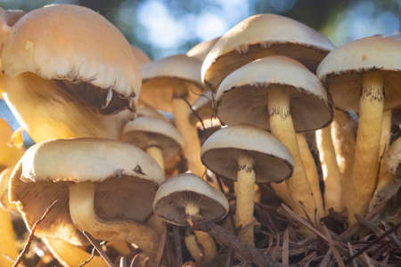 Beautiful umbrella mushrooms stand in the deciduous forest, the sun shines in autumn.の写真素材