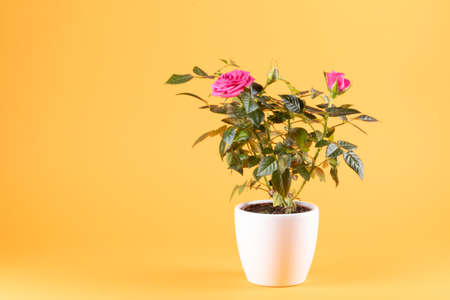 Pink roses in white flowerpot, yellow background, copy-spaceの写真素材