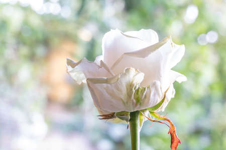 One head of the beautiful white rose with green leaves in the glass in the sunlight with lights and shadows.の写真素材