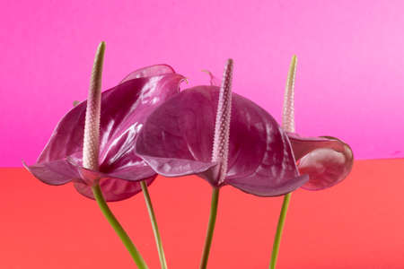 Two purple spathiphyllum flower on pink backgroundの写真素材