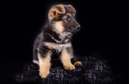 Portrait of a 7 week old german shepherd puppy, the pup is sitting, black background, copy-spaceの写真素材